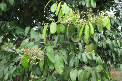 Lophopetalum wightianum